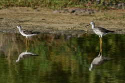 Chasse aux petits échassiers migrateurs suspendue en Guadeloupe : nouvelle victoire pour les associations de protection du vivant 