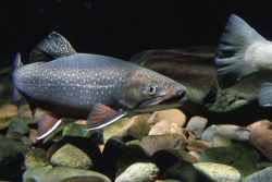Congrès des Sciences Aquatiques: ateliers de vulgarisation scientifique à destination des élèves du lycée Letournel et présentations consacrées à la biodiversité aquatique