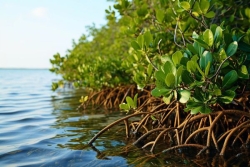 Mangroves des Antilles françaises : les scientifiques documentent leur état de santé
