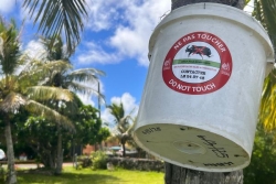 Environnement. Le scarabée rhinocéros détecté à Lifou