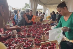 La traditionnelle Fête de la fraise bat son plein à Montvert-les Hauts