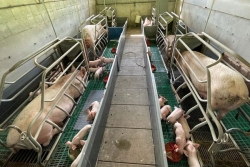 La ligne d’abattage des porcs est en panne en Martinique "jusqu’à nouvel ordre"