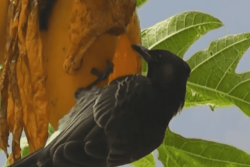 Alerte au bulbul à Wallis mais aussi aux Marquises