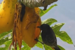 "Bulbul la menace" traqué par le service de l'environnement