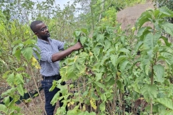 À Kangani, la forêt mahoraise reprend racine