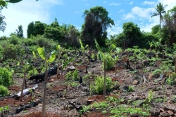 Incendies à Mayotte : la Coordination Rurale Maoré 976 dénonce les dérives du marché agricole informel
