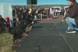 1ère édition de la Fête de l'Animal à Saint-Pierre