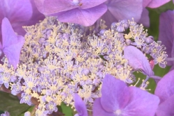 Florilèges 2025 : Entre nature et intérieur, la 41ème édition débute au Tampon