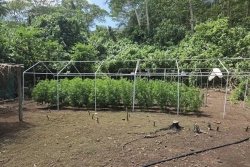 272 plants de cannabis détruits à Huahine 