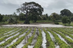 EN IMAGES. Tempête Jerry : presque 100% des productions agricoles sous l’eau, à Saint-François