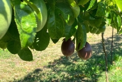 Saison des fruits de la passion : une culture en plein essor dans les hauts de La Réunion