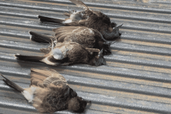 Oiseaux nuisibles, les bulbuls commencent à être éliminés à Wallis