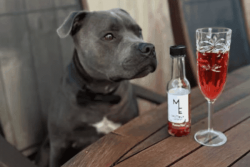 Le vin pour animaux, une nouvelle tendance qui séduit les amoureux des bêtes en Nouvelle-Zélande