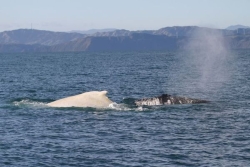 Une baleine blanche observée au large de Kaikoura, en Nouvelle-Zélande