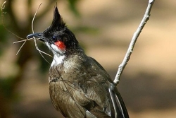 A Wallis et Futuna la guerre est déclarée contre les bulbuls (Re)voir le journal Outre-mer l'actu du 15 octobre 2025