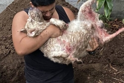 Chiens tués à Titioro : un tueur en série présumé serait à l’origine de ces actes de cruauté