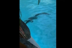 En Australie, un bébé crocodile s'invite dans la piscine d'un hôtel de luxe