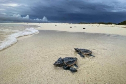La tortue verte n'est plus menacée d'extinction, mais une attention particulière doit perdurer sur son habitat