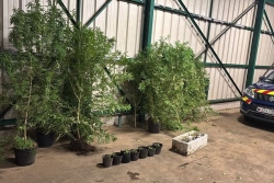 Stupéfiants : les gendarmes multiplient les opérations et saisies de cannabis en Polynésie française