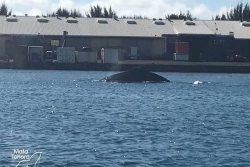 Attention, baleines dans le port de pêche de Papeete !