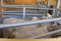 Une future étude sur la gestion des abattoirs de Guyane