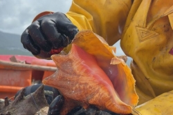 Pêche au lambi : une demande particulièrement forte cette année