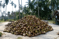 Sauvetage des cocoteraies de Mayotte : Puka Puka fournit 40 000 noix de coco saines