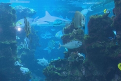 Le bassin des nautiles de l'Aquarium de Nouméa victime d'une fissure
