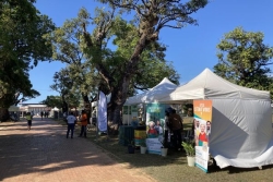 À Cayenne, la Journée de l'élagage sensibilise à la préservation de l'environnement