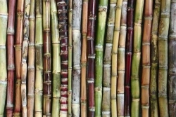 Le CIRAD retrace et dévoile l’origine de la Canne à sucre