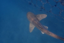 Un requin léopard observé dans la zone de baignade de la Baie des Citrons