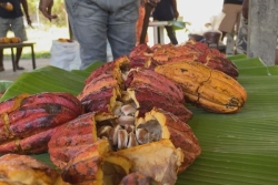 VIDÉO. À Ponérihouen, les producteurs de cacao se réunissent pour en connaître tous les secrets
