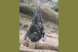 Comores : la roussette de Livingstone n'est plus en "danger critique d'extinction"