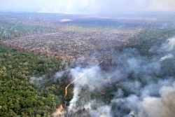 Le Brésil annonce une baisse de la déforestation à la veille de la COP30