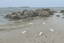 Des poissons morts retrouvés à la sortie de l'arroyo de l'Anse Vata à Nouméa