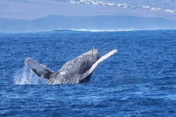 Saison des baleines : seulement 79 cétacés identifiés à La Réunion