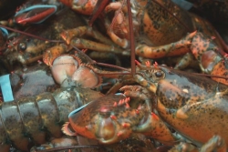 Des homards vivants bientôt exportés de Miquelon vers l’Europe grâce au plus gros cargo à voiles du monde