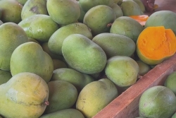 Des jaunes, des vertes et des parfois mûres : les mangues sont arrivées sur les étals au marché du Chaudron