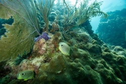 Comment la chaleur des océans fait disparaître les coraux : le cas inquiétant du récif de Floride