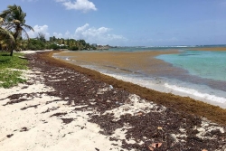 Coopération régionale renforcée en Caraïbe pour lutter contre les échouements massifs de sargasses