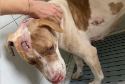 Maka, la chienne miraculée du quartier Degage après un nouvel acte de maltraitance insoutenable