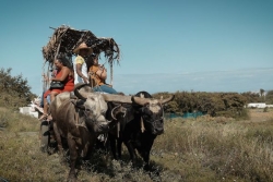 Les Nouveaux Défis: Sandy Faconnier, l'un des derniers charretiers de La Réunion