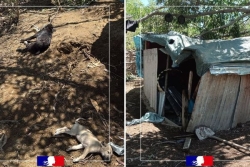 Un squat et une zone de combat de chiens découverts en Petite-Terre