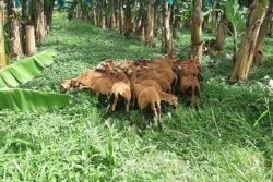 Agroécologie : en Guadeloupe, des moutons pour remplacer les désherbants chimiques dans les bananeraies
