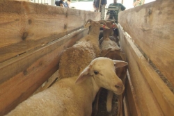 VIDÉO. Élevage : l'avenir de la filière "mouton" se dessine en province Nord