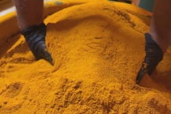 Fête du curcuma : le safran péi à l’honneur jusqu’au 11 novembre à la Plaine-des-Grègues