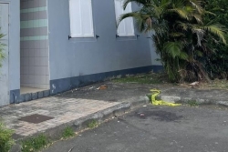 Saint-Denis : une femme chute mortellement du 3ème étage d'un immeuble, son mari hospitalisé avant son placement en garde à vue