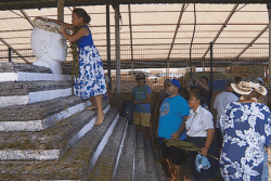 Quand les Salmon remontent le cours de l'histoire jusqu'à leur ancêtre commun