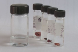 Prolifération de tiques à Saint-Pierre :  les autorités sanitaires appellent à la vigilance