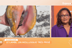 Guadeloupe : la pêche aux lambis, très attendue et encadrée